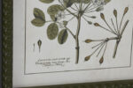 Cuadro Botanico - Imagen 3